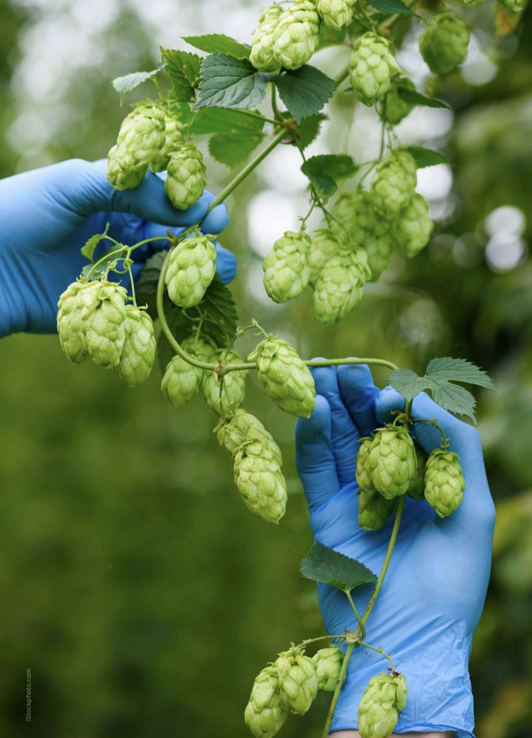 World Brewing Alliance WBA Oxford Economics hops