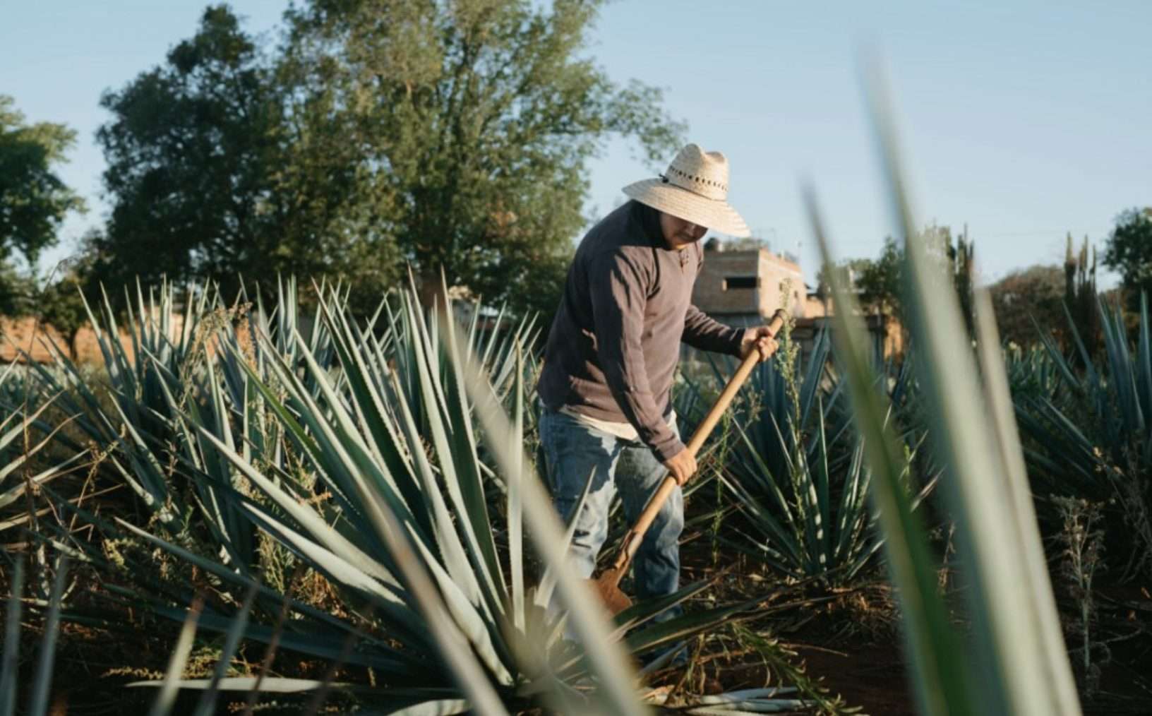 spirits selection by CMB Jalisco Tequila Mexico