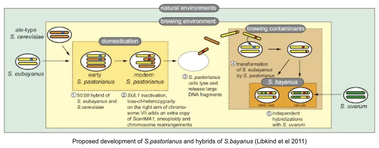 whisky science yeast