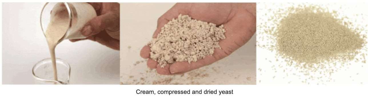 whisky science yeast